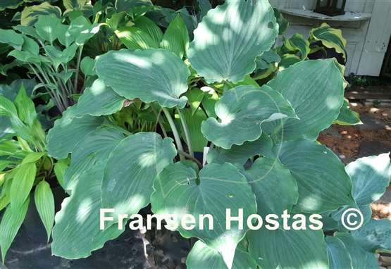 Hosta Frisian Ruffles